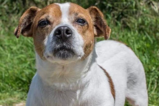 Buster is an older shy worried Jack Russell Terrier, he needs a patient quiet home that does not have too many visitors. Buster gets anxious about meeting new people. Adult only home needed.