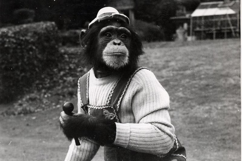 One of the zoo's chimps, Boo Boo, used to smoke a pipe