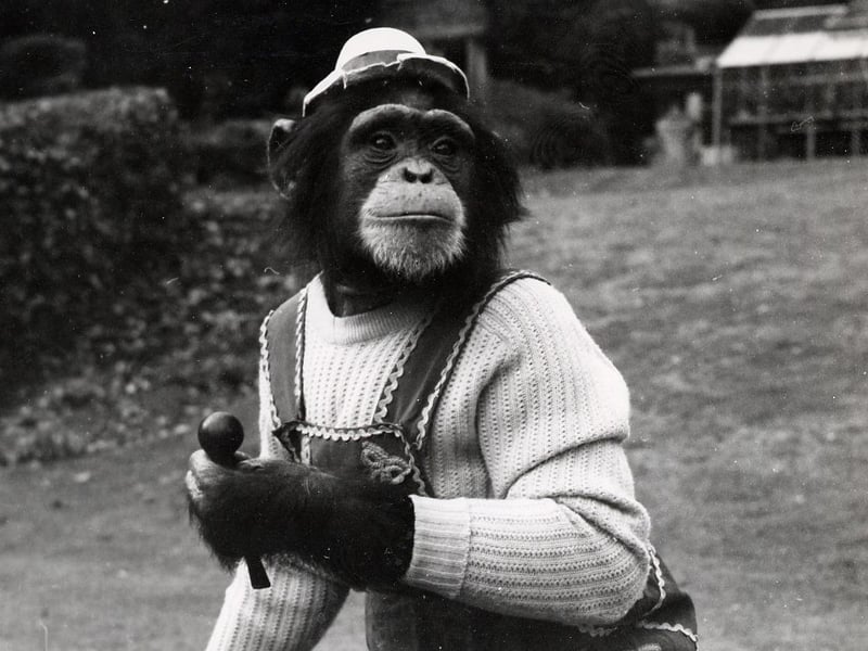 One of the zoo's chimps, Boo Boo, used to smoke a pipe