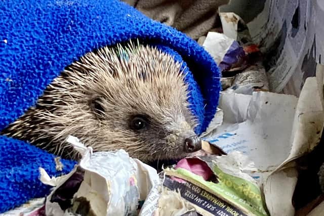 Hedgehog Lodge Rescue success ready to be released/UGC