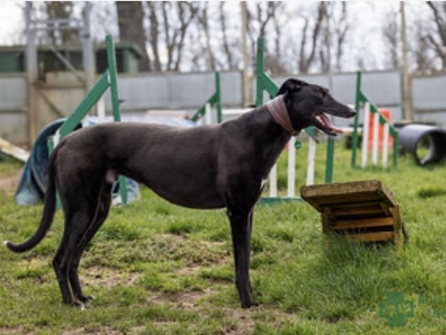 Goalie is a large very handsome two-year-old retired racing greyhound. He is a shy lad so a quiet home where he can settle and grow in confidence would be ideal. Fine with other dogs.