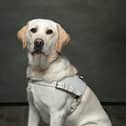 Guide dog Jessie, funded by the Northampton Guide Dogs group.