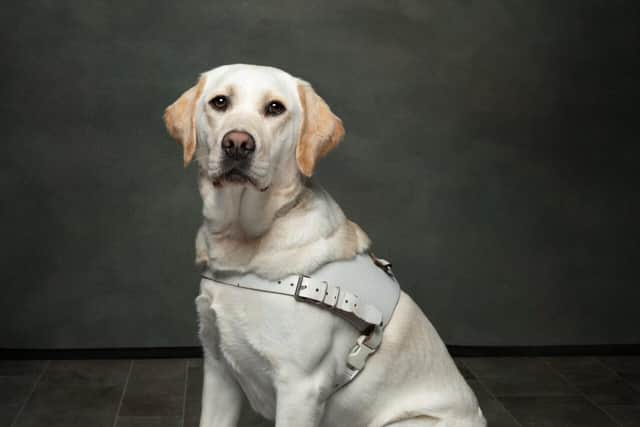 Guide dog Jessie, funded by the Northampton Guide Dogs group.