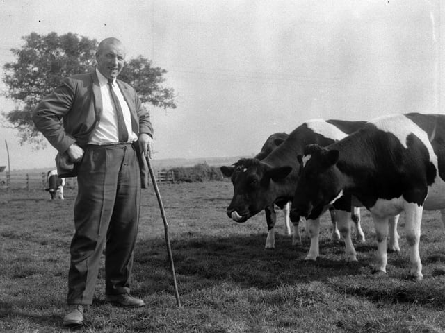 Export cattle at Great Harrowden, September 29, 1966
