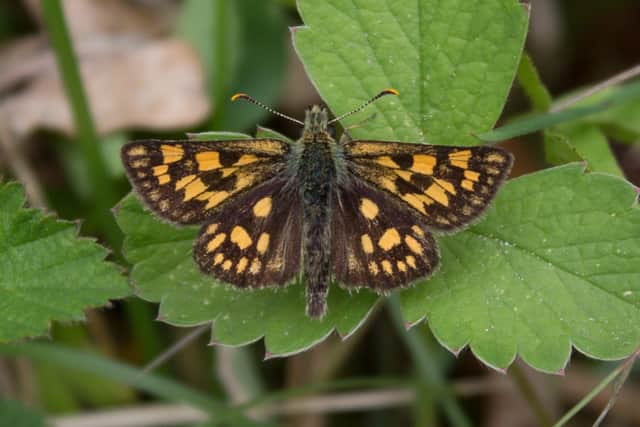 A chequered skipper