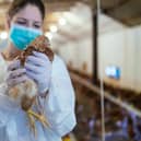A vet carries out an Avian Flu check