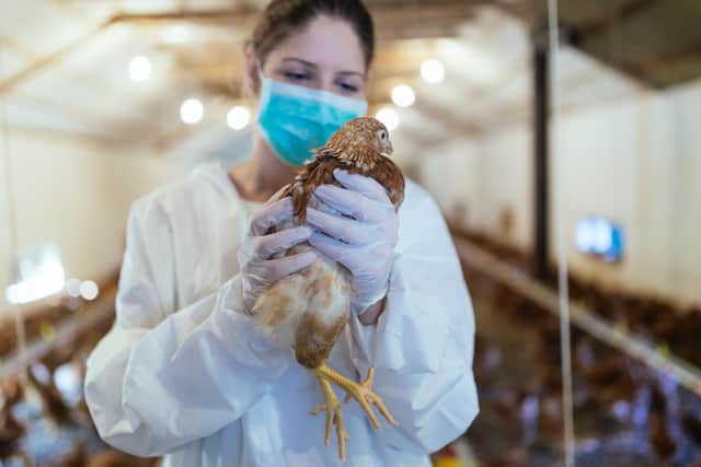 A vet carries out an Avian Flu check