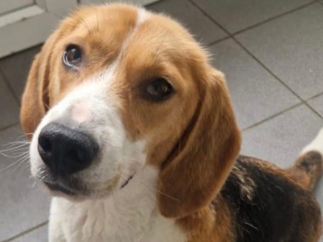 Leyla is a lovely three-year-old Beagle. She’s fine walking with other dogs, but she couldn’t live with one. Leyla suffers from separation anxiety, so she cannot be left alone for long periods. She needs an active family who can take her on long walks, but she cannot be let off lead as she has no recall.