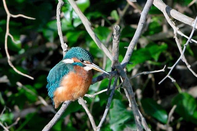 Northamptonshire's wildlife is diverse and beautiful