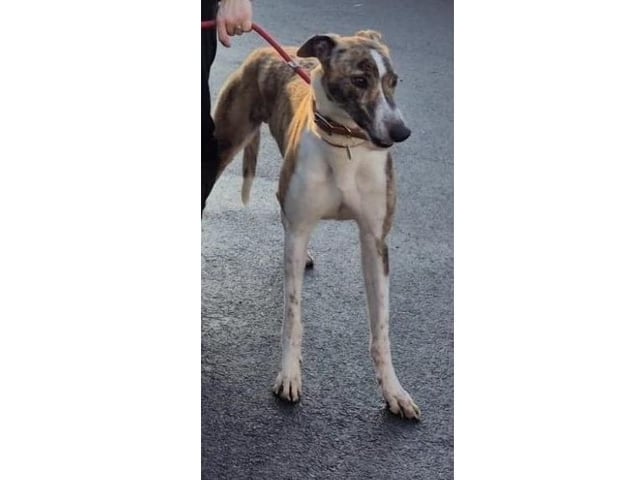 Whiskey is a two-year-old retired racing Greyhound. He is great with other dogs but is very prey-driven, so he cannot be rehomed where there are cats or small furries. He walks nicely on the lead and is used to wearing a muzzle.