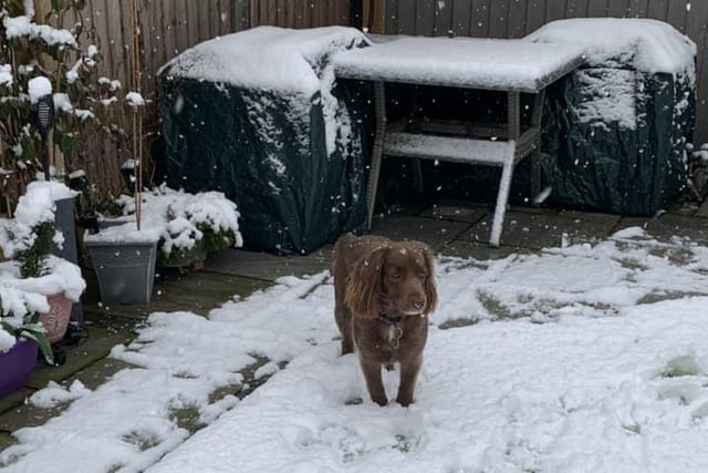 "My dog loving the snow"