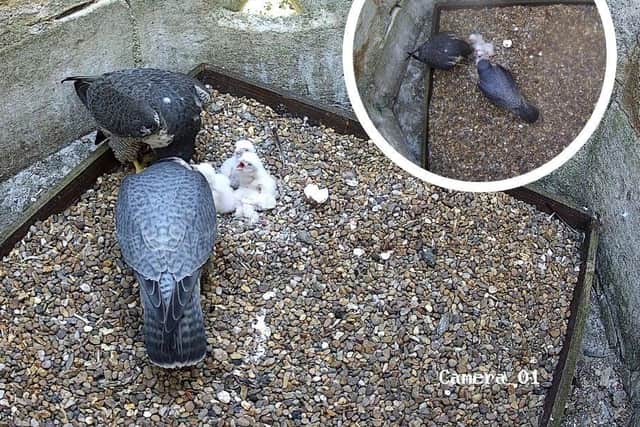 All four chicks have now hatched