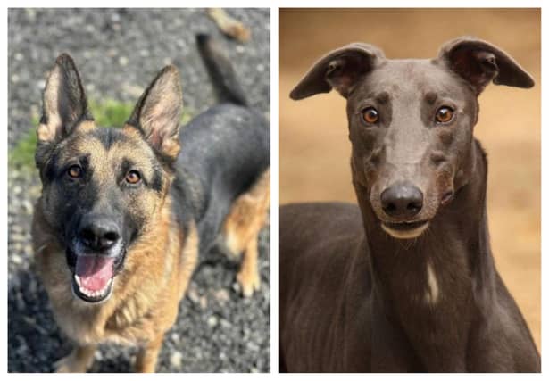 11 rescue dogs looking for a forever home this week
