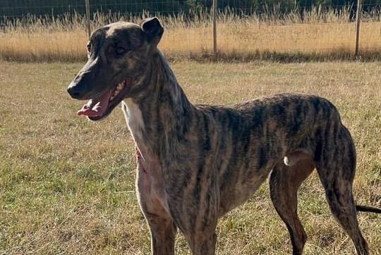 Annie said: "Please help us find the pawfect home for gorgeous George. He is a two-year-old large brindle retired racing greyhound, such a kind happy laid back friendly lad, he loves everyone! George does have a high prey drive so is walked wearing a muzzle and cannot be homed with small furries. He would love a comfortable bed to snooze on between walks."