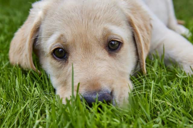 Guide dog puppy