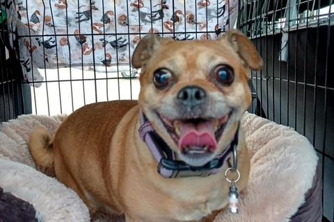 Princess joined us from a council pound. She is a 10-year-old Jack Russell Terrier cross pug. She is a quiet friendly young lady, fine with other dogs, but not cat tested.