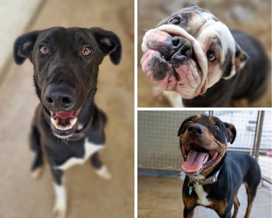 These are some of the dogs at Animals In Need looking for their forever home