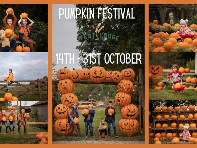 As well as picking your own pumpkin, West Lodge is offering a panto style ghost story, wand making, a cauldron corridor, a meet and greet with Daisy the witch, spooky tractor rides and more.
The festival is on from October 14 to October 31.
Visit the West Lodge website to find out more.
