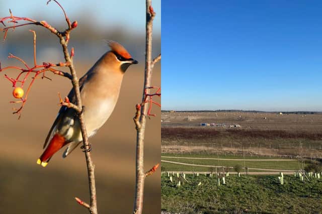 A gorgeous waxwing captured on camera by local wildlife expert Douglas Goddard. Images: Douglas Goddard / National World