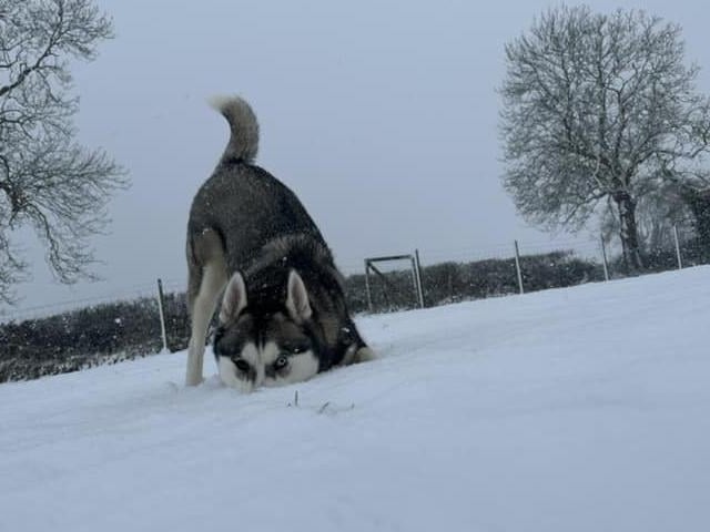 Just doing what dogs do best