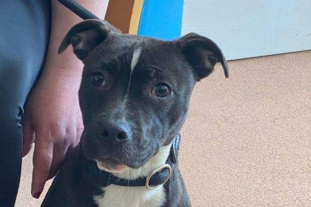 Annie is a sweet natured young Staffie girl, she is fine with other dogs and kennels shared with her friend Rufus!
An active home that is committed to working on training is essential.
