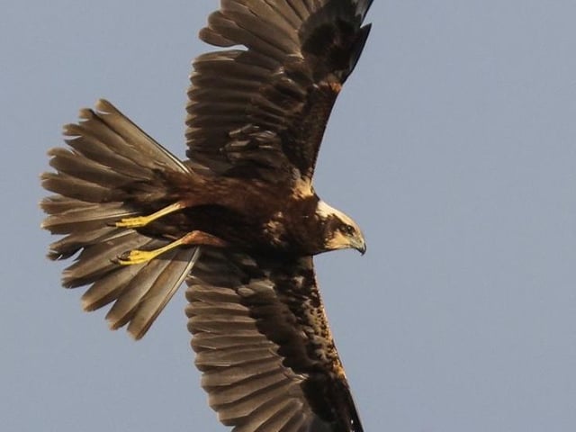 A marsh harrier at Summer Leys by Ricky Sinfield