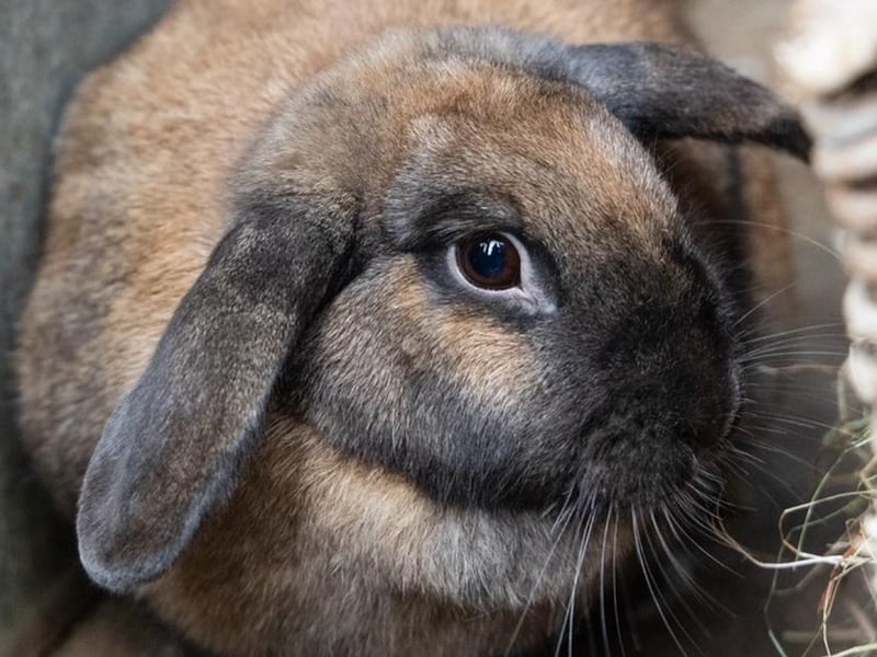 Animals In Need currently has more than 30 bunnies needing homes