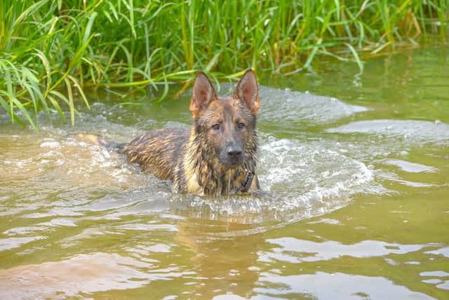 PD Gru will now live at home with his handler, as a pet.