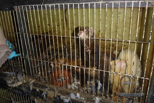 Ferrets seized from Cromwell Road, Rushden