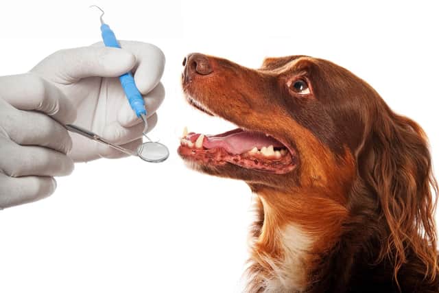 To maintain your dogs dental hygeine see your vet (photo: Adobe)