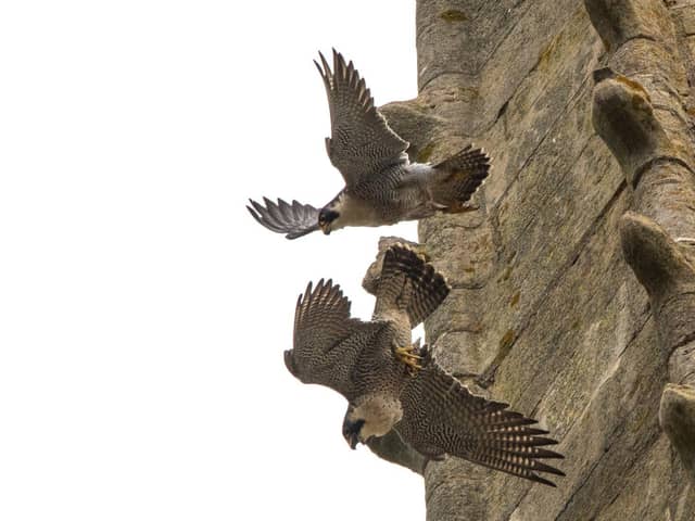 A pair of peregrine falcons leave their nest at St Mary's Church in Higham Ferrers