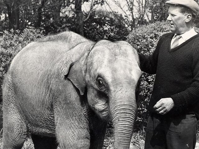 An elephant at Wellingborough Zoo