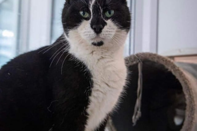 Daphne was abandoned in a box on our drive. 
This pretty 10-year-old affectionate lady is neutered, vaccinated, chipped, parasite treated and leaves us with four weeks free insurance and rescue back up for life. 
Daphne could live with a gently neutered male.