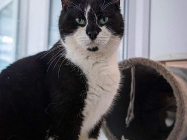 Daphne was abandoned in a box on our drive.
This pretty 10-year-old affectionate lady is neutered, vaccinated, chipped, parasite treated and leaves us with four weeks free insurance and rescue back up for life.
Daphne could live with a gently neutered male.