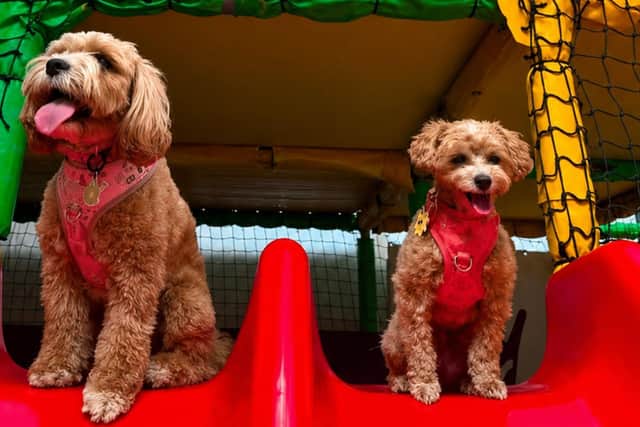 Chilli’s Dog Zone, a soft indoor play area in Daventry for dogs which owners can rent out exclusively for 30 minute or one-hour sessions