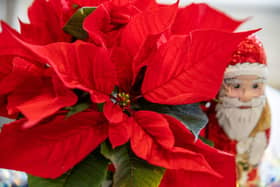 Festive foods and decorations can be poisonous to pets