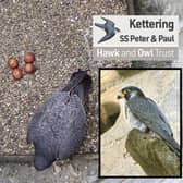The Kettering peregrine falcons on their nest box /Hawk and Owl Trust with inset one of the peregrines/ Glyn Dobbs