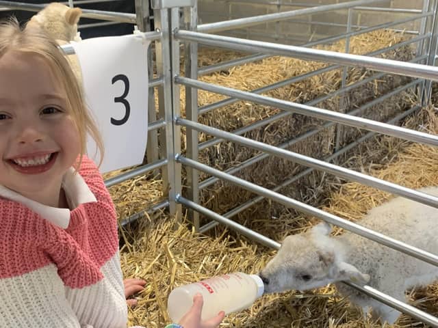 A youngster feeding the lambs at Chester House Estate