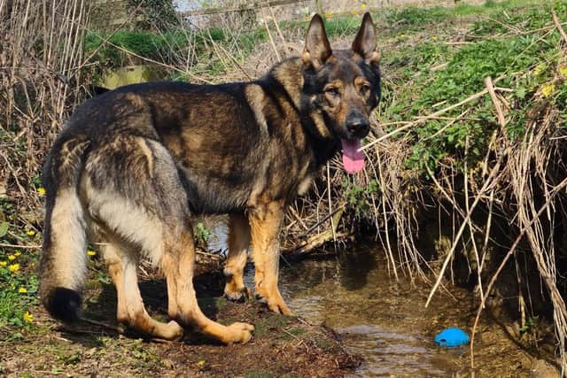 PD Rocky found the suspect in a beehive in a Wellingborough garden. Photo: @NorthantsDogs.