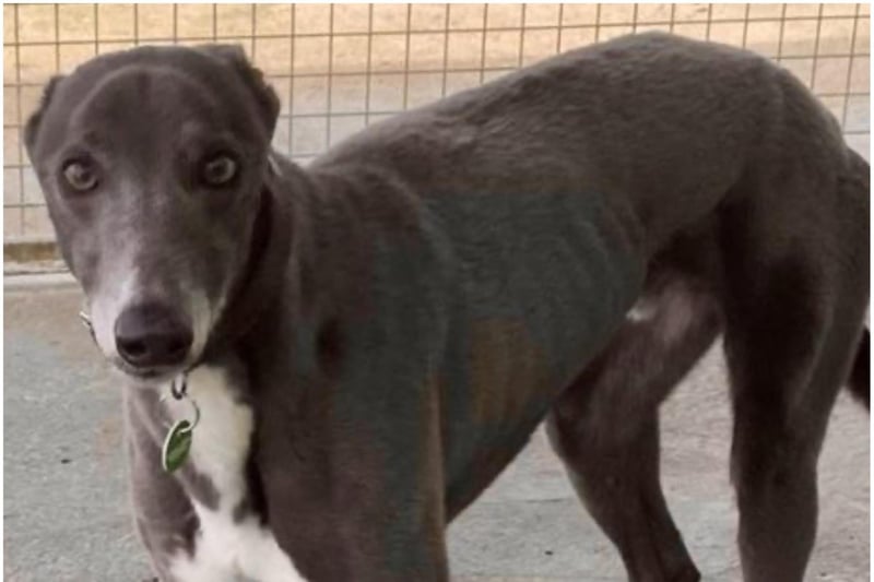 Pharis is a super friendly greyhound, aged three years. He would be fine to live with sensible children and other large dogs but no cats or small furries. A home with a secure garden is essential