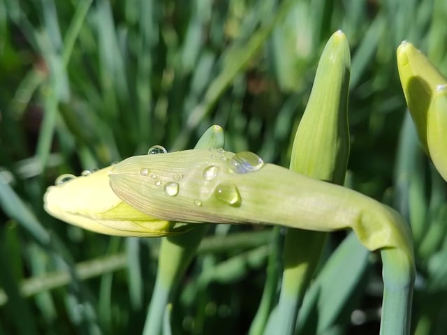 Daffodils about to bloom, taken by Mervyn Wood