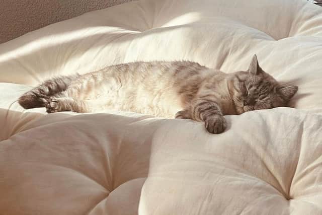 Cats need special care during a heatwave - Animal News Agency