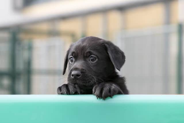 Guide dog puppy
