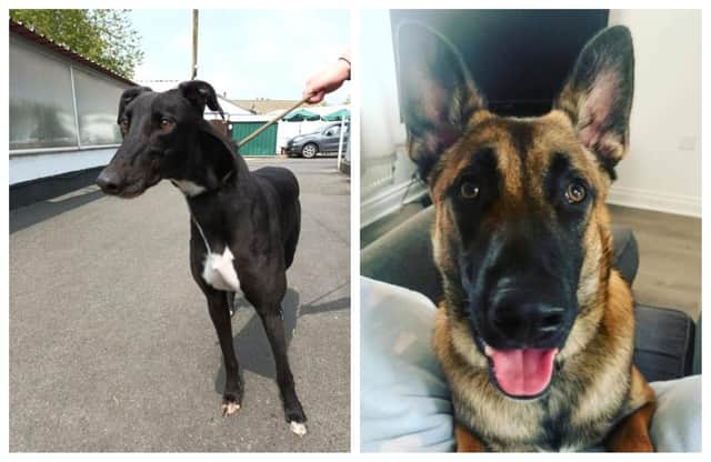 Take a look at six rescue dogs in Northamptonshire looking for their forever home this week.