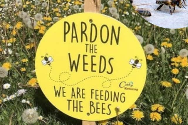 North Northants Council is taking part in No Mow May and beyond