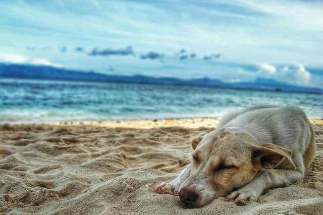 Expert dog behaviourist shares tips to keep dogs cool and calm amidst heatwave