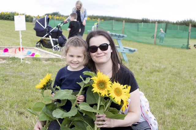 The sunflower field and maize maze is now open for family days out during the summer holidays.