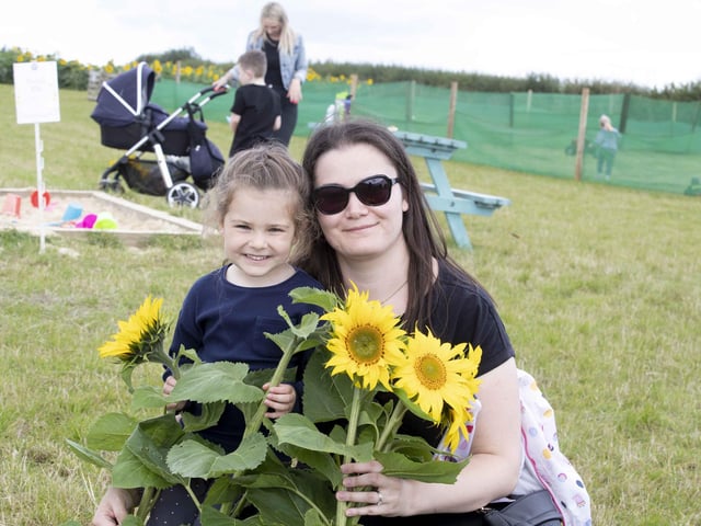 The sunflower field and maize maze is now open for family days out during the summer holidays.