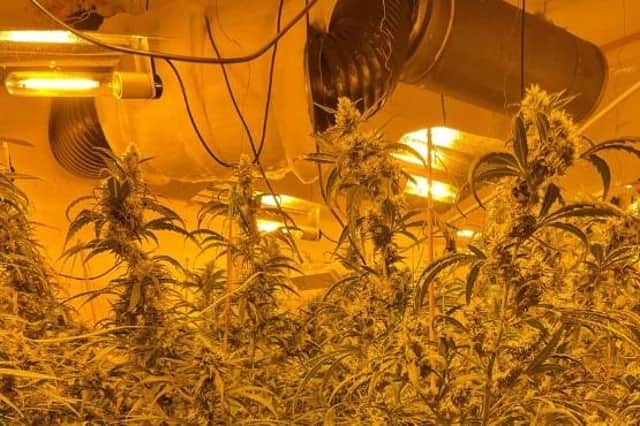 Police discovered a cannabis factory inside a Rushden house during a series of raids on Thursday