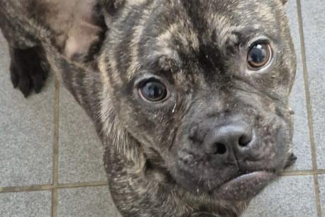 Rocco is a handsome little lad, but he is lacking manners and doesn't understand any commands, so he would benefit from a breed-experienced family prepared to train him from scratch. He needs house-training. He could live with another dog and sensible children over the age of eight, but he must be taught not to snatch food, which he currently does.